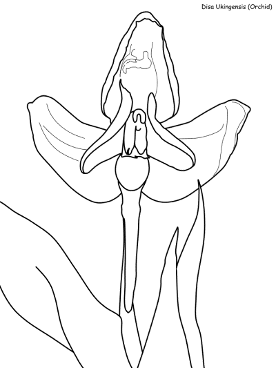 Serengeti Plant Coloring Pages