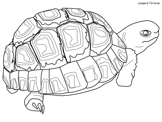 leopard tortoise coloring page