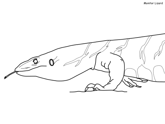 monitor lizard coloring page