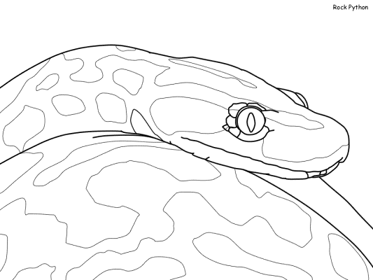 rock python coloring page