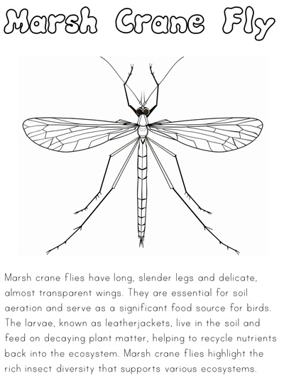 Wadden Sea habitat informational coloring page - Marsh Crane Fly