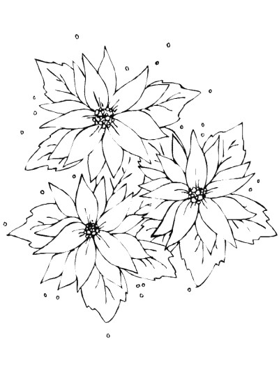 poinsettia coloring page