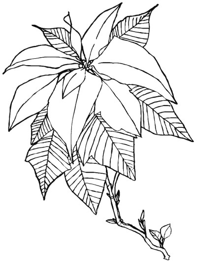Christmas poinsettia coloring page