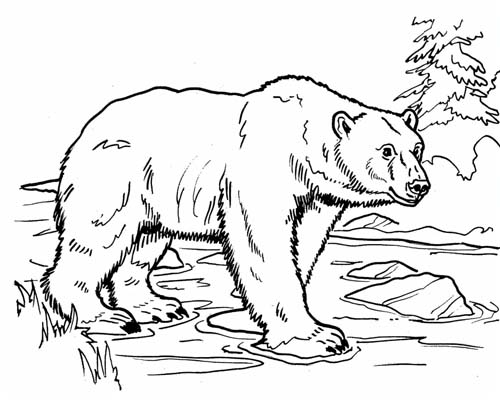 coloring page of a polar bear
