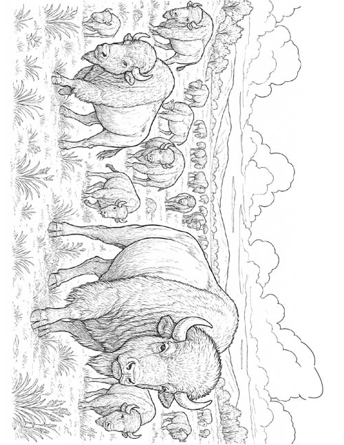 coloring page of a bison herd