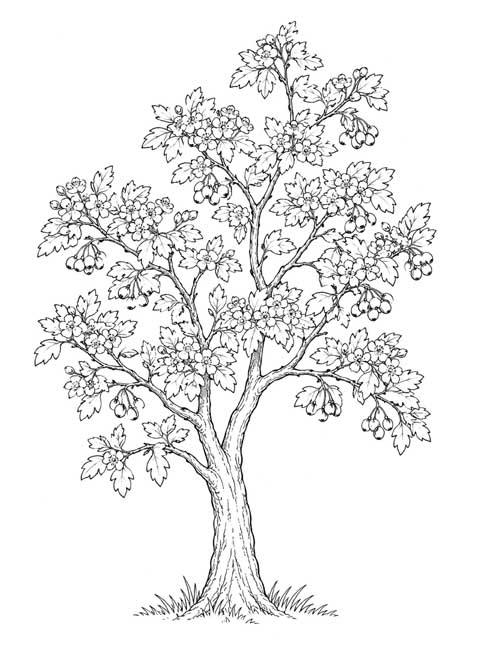detailed hawthorn tree coloring page