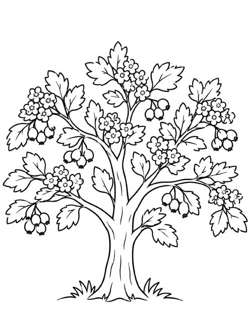 preschool hawthorn tree coloring page