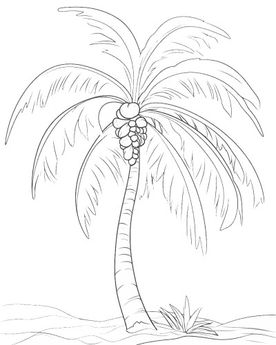 coconut palm coloring page