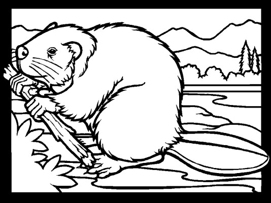 rocky mountain moose coloring page