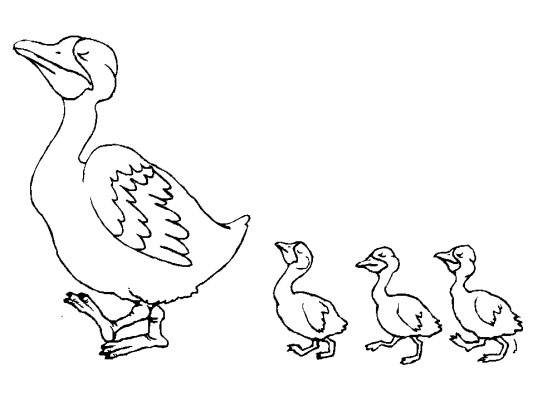 duck family coloring page
