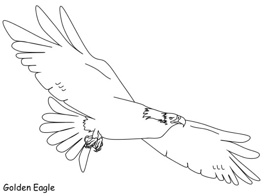 golden eagle coloring page