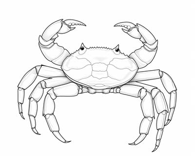 crab coloring page