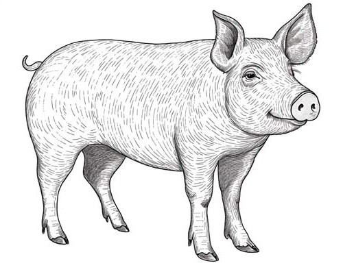 realistic pig coloring page