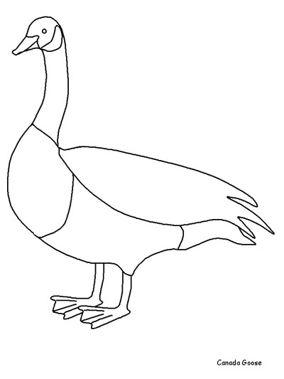 Canada Goose coloring page