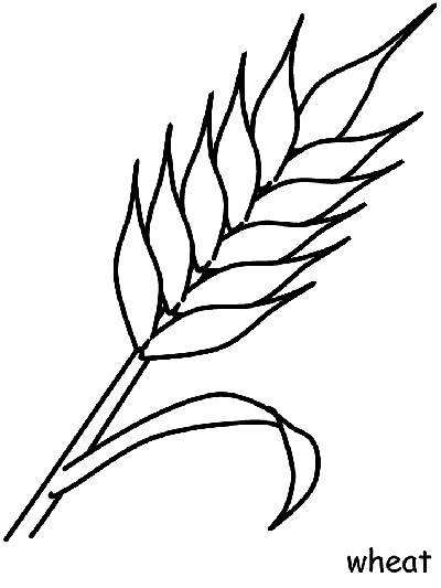 Canadian crops - wheat coloring page