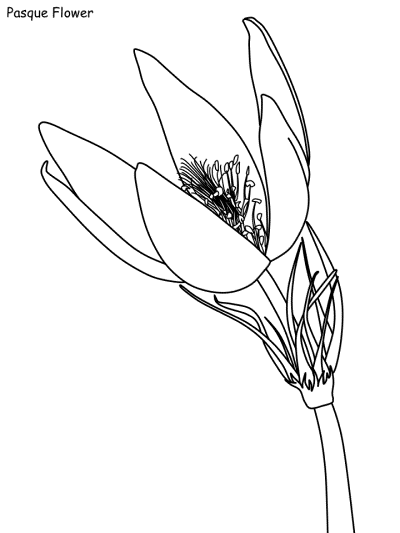 pasque flower coloring page