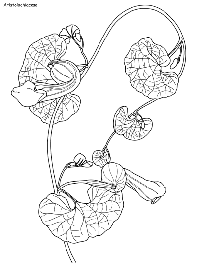 Aristolochiaceae coloring page