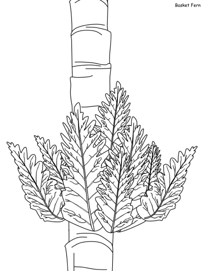 Basket Fern coloring page