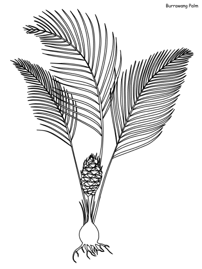 Burrawang Palm coloring page