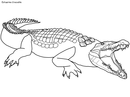 Estuarine Crocodile coloring page