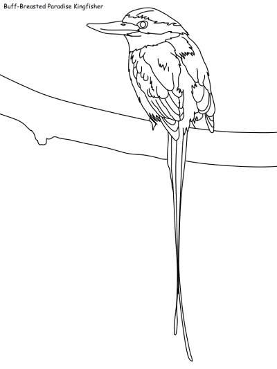 Buff Breaster King Fisher coloring page