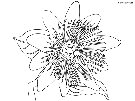 Passion Flower coloring page