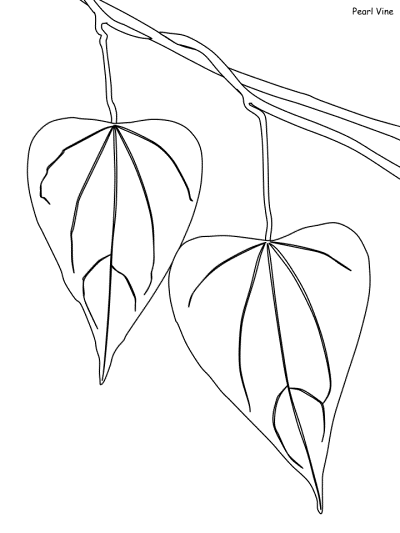 Pearl Vine coloring page