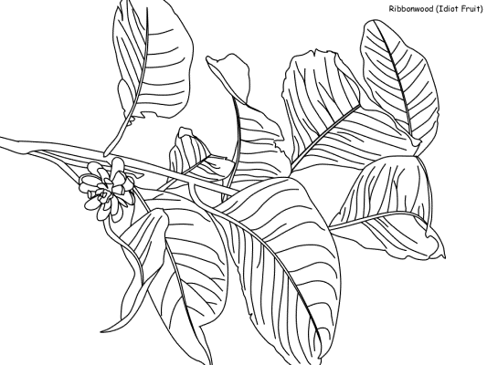 Ribbonwood coloring page