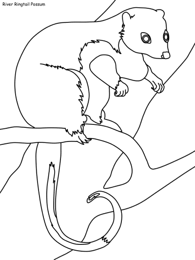 River Ringtail Possum coloring page