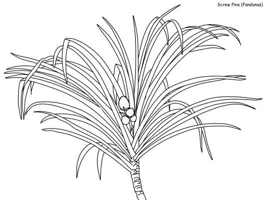 Screw Pine coloring page