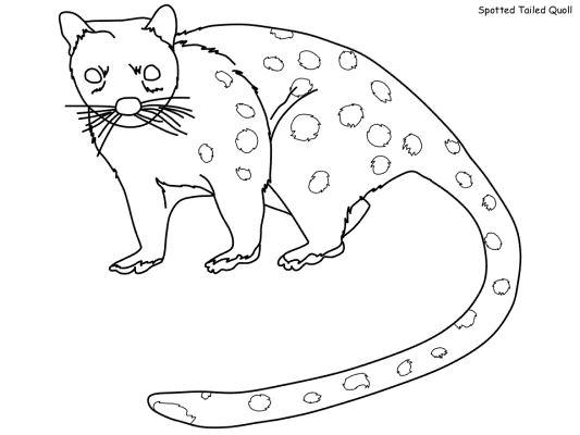 Spotted Tailed Quoll coloring page