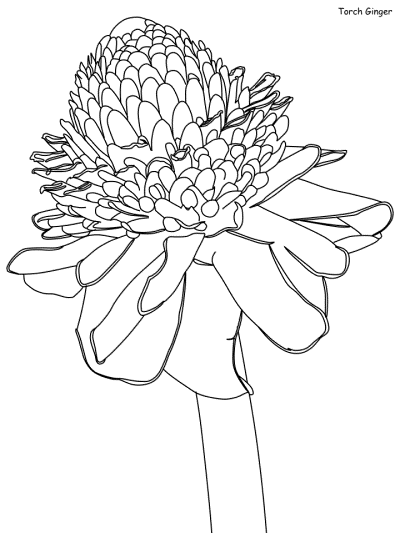 Torch Ginger coloring page
