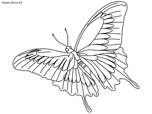 Ulysses Butterfly coloring page