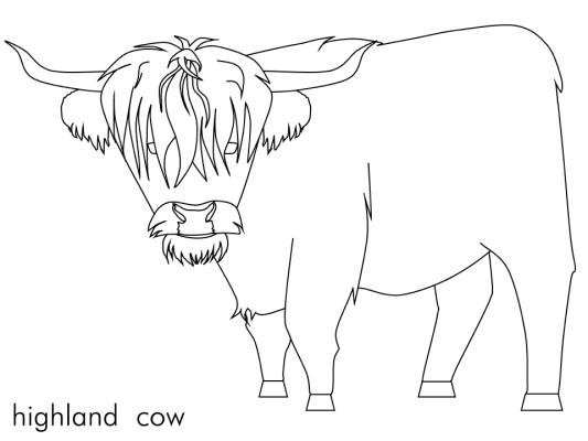 highland cattle coloring pages